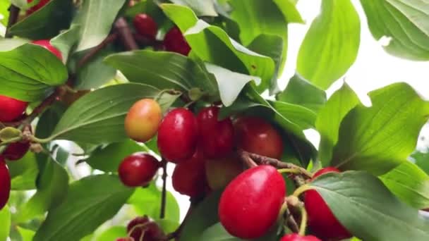 Primer plano de fruta de cornejo madura en clima claro de verano. Concepto de jardinería — Vídeos de Stock