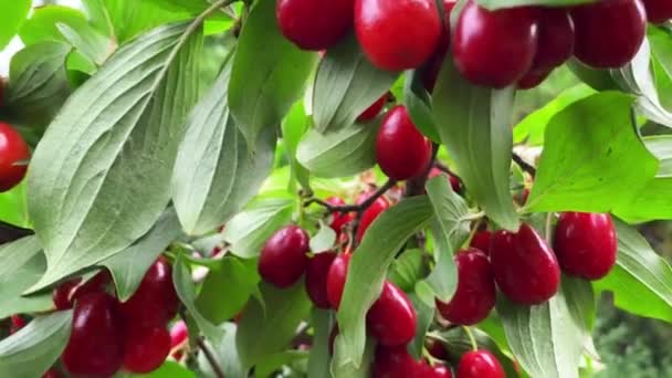 澄んだ夏の天候の中で熟したドッグウッドフルーツのクローズアップ。園芸の概念 — ストック動画