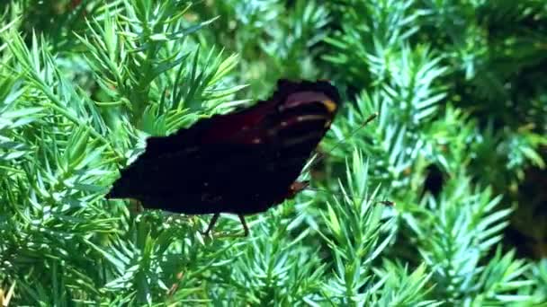 The aglais io butterfly of the nymphalidae family sits on a juniper in windy weather and flaps its wings — Stock Video