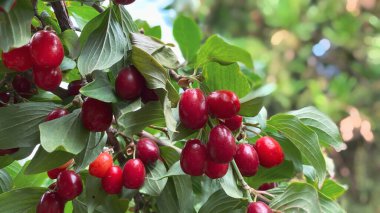 Close-up of ripe dogwood fruit in clear summer weather. Gardening concept clipart
