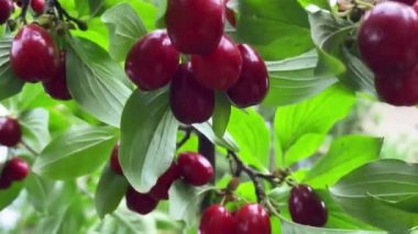 Açık yaz havasında olgun kızılcık meyvelerinin yakın çekimi. Bahçe konsepti