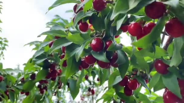 Detailní záběr zralého ovoce z psího dřeva za jasného letního počasí. Zahradní koncept — Stock video