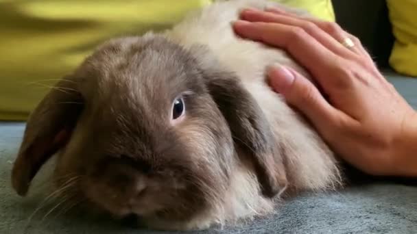 Декоративна складка сірого кролика, що сидить на дивані, і власник вдарив його — стокове відео