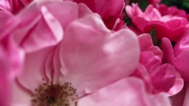 Bahçe gülü yakın plan. Çiçek açan bahçe bitkileri, doğal arka plan