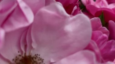 Bahçe gülü yakın plan. Çiçek açan bahçe bitkileri, doğal arka plan