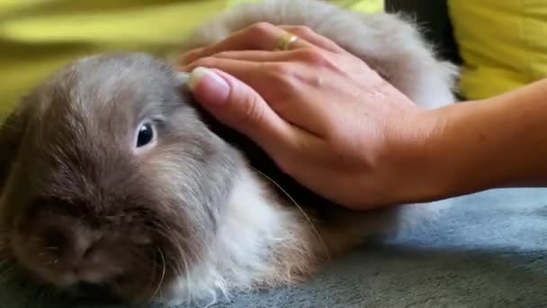 Dekorative Falte graues Kaninchen sitzt auf der Couch und der Besitzer streichelt ihn — Stockvideo