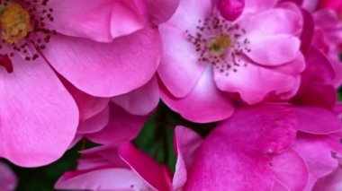 Bahçe gülü yakın plan. Çiçek açan bahçe bitkileri, doğal arka plan