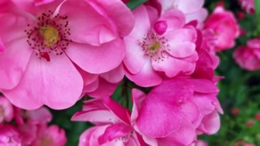 Bahçe gülü yakın plan. Çiçek açan bahçe bitkileri, doğal arka plan