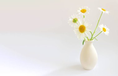 Çiçek kompozisyonu. Beyaz arka planda, kilden bir vazoda beyaz papatya çayı ile yüksek anahtarlı fotoğrafçılık. 