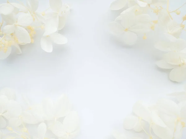 Çiçek kompozisyonu. Beyaz arka planda beyaz çiçek ortancalarından yapılmış bir çerçeve. Sevgililer Günü, Anneler Günü ve Kadınlar Günü konsepti