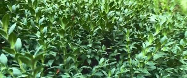 Vídeo em câmera lenta atmosférica, close-up de um arbusto de buxo em um dia ensolarado brilhante — Vídeo de Stock