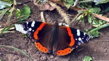 Nymphalidae familyasının aglais io kelebeği rüzgarlı havada bir ardıç kuşunun üzerinde oturur ve kanatlarını çırpar.
