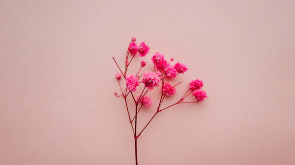 Flowers composition. Pink flowers on soft pink background. Spring, summer concept.