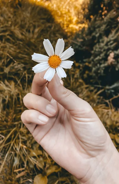 Conceito de outono. Flor branca do cosmos em uma mão feminina contra o pano de fundo de um fundo amarelo outono — Fotografia de Stock