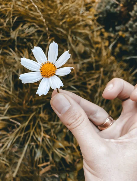 Осенняя концепция. Белый цветок космоса в женской руке на фоне осеннего желтого фона — стоковое фото