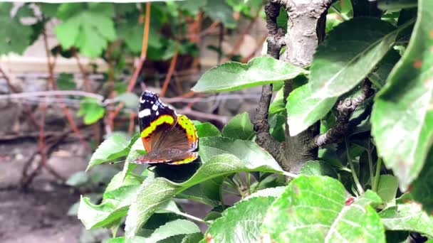 Aglais io butterfly из семейства nalhalidae в ветреную погоду сидит на дереве и закрывает крылья — стоковое видео