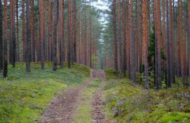Estonya 'nın Parnu yakınlarındaki yoğun ve güzel bir çam ormanının içinden geçen sakin bir toprak yol. Ormanın zemininde yeşil yosunlardan oluşan gür bir halı var. Uzun boylu ve canlı bir kontrast oluşturuyor.