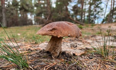 Büyük, vahşi bir Porcini mantarı Boletus edulis kumlu orman zemininden çıkar. Bu düşük açılı, yakın plan çekim, çam iğneleri ve otlarla çevrili doğal ortamında yenilebilir mantarı yakalar.