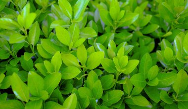 Vibrant fresh green leaves background texture. Close-up of a lush garden hedge with glossy foliage in sunlight. This natural organic pattern of bright spring vegetation is perfect for eco-friendly