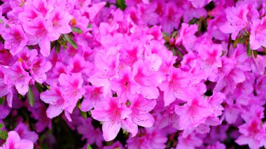 Taze su damlacıklarıyla kaplı pembe açelya çiçeklerinden oluşan yoğun bir küme içeren canlı bir yakın plan. Görüntü, taç yapraklarının narin dokusunu karakteristik özellikleriyle yakalar.