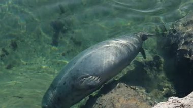 Gri bir fokun, kristal berrak turkuaz suda zarafetle yüzüşünü yukarıdan aşağıya doğru izlemek. Güneş ışığı fokları geri yansıtıyor ve kürkünde dans eden ışık desenleri oluşturuyor. Deniz memelisi.