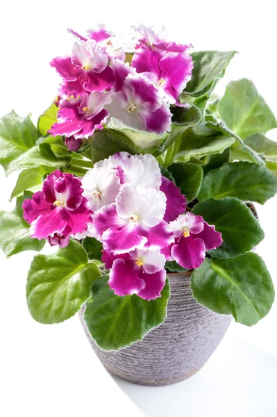 Африканские фиолетовые цветы домашнее растение в горшке на белом фоне — стоковое фото
