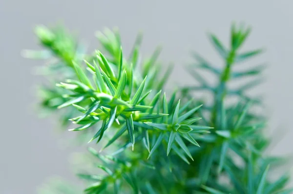 Conifer plant macro shot — Stock Photo, Image