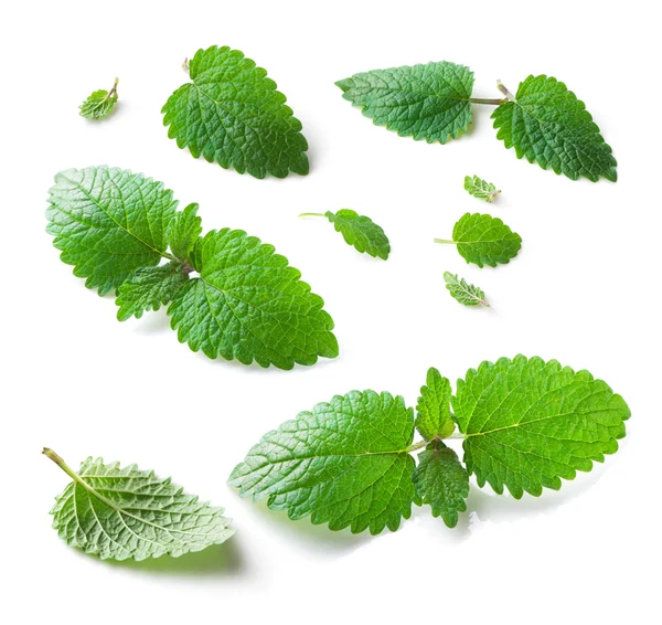 Oğul otu (Melissa officinalis) izole üzerinde beyaz arka plan bırakır