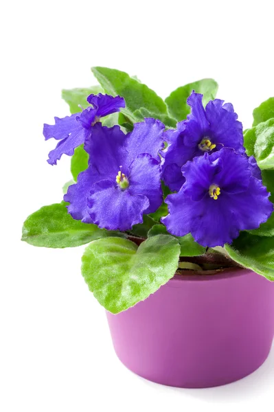 Beyaz arka plan üzerinde izole African Violet (Menekşe ionantha) yakın çekim — Stok fotoğraf