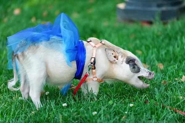 White mini pig with blue ribbon — Stock Photo, Image