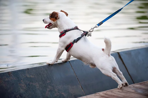 Jack Russell Terriër bij water achtergrond — Stockfoto