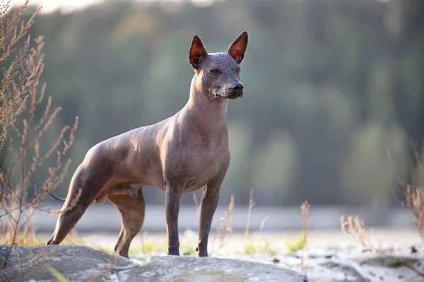 Красивая Xoloitzcuintle Мексиканская Собака Волос Стоящая Закате Солнечных Лучей Природном — стоковое фото