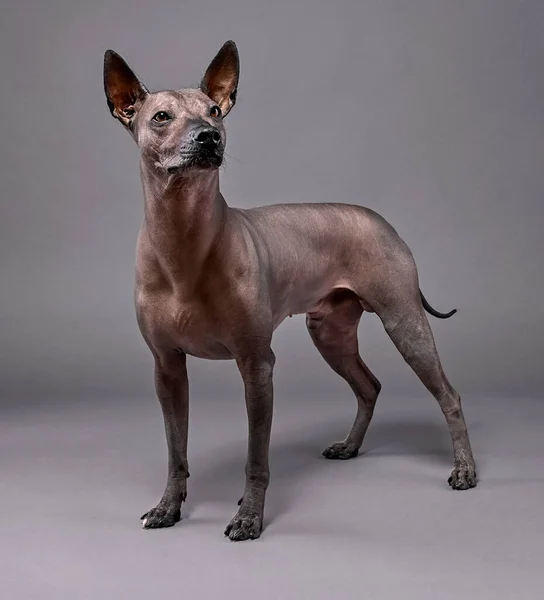 Bellissimo Ritratto Xoloitzcuintle Mexican Hairless Dog Piedi Primo Piano Sfondo — Foto Stock