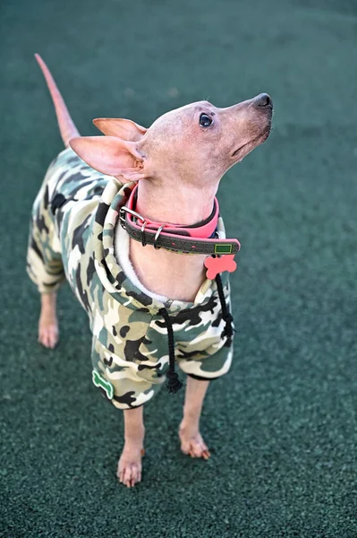 Terrier Américain Sans Poils Vêtu Une Combinaison Kaki Avec Col — Photo