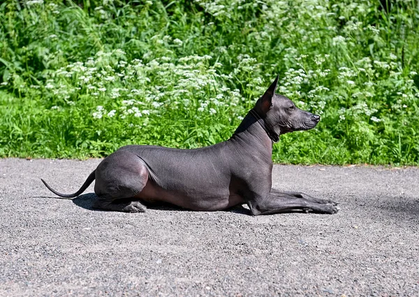 墨西哥无毛狗Xoloitzcuintle以狮身人面像躺在地上 面对着盛开的白花自然背景 — 图库照片