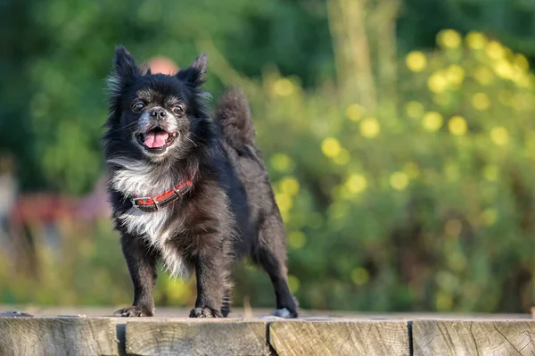 Czarny Białą Klatką Piersiową Odważny Pies Chihuahua Stojący Drewnianym Moście — Zdjęcie stockowe