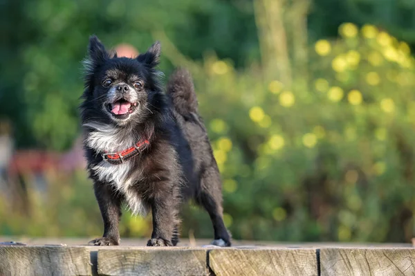 Svart Med Vit Bröstet Modig Chihuahua Hund Står Träbro Mot — Stockfoto