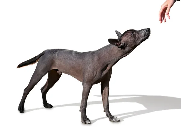 Jonge Xoloitzcuintle Mexicaanse Harige Hond Staan Geïsoleerd Witte Achtergrond Kijken — Stockfoto