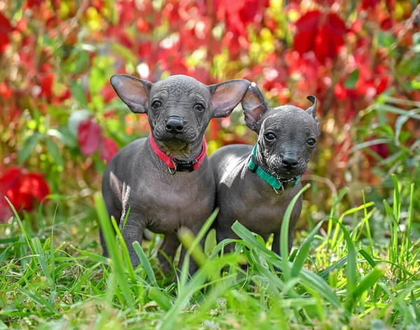 Dwa Słodkie Xoloitzcuintle Meksykański Pies Bez Włosów Szczenięta Stojące Pięknym — Zdjęcie stockowe