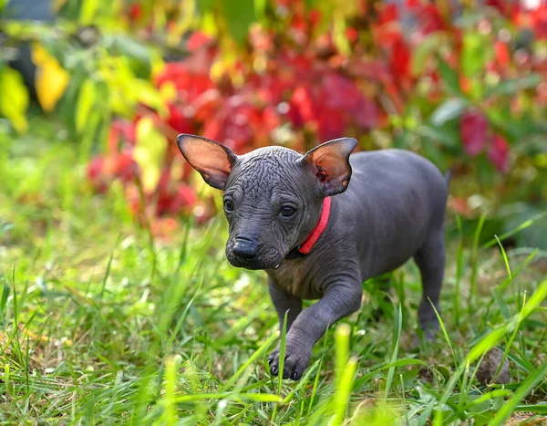 Küçük şirin Xoloitzcuintle köpek yavrusu (Meksika tüysüz köpeği) güzel bahçesinde kırmızı yakalı yürüyordu.