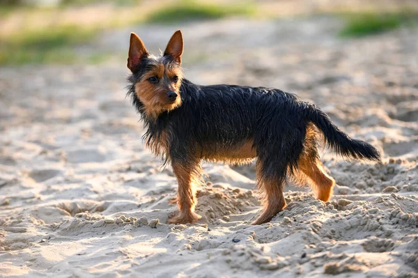 Nero Abbronzatura Cane Terrier Australiano Piedi Raggi Del Tramonto Sulla — Foto Stock