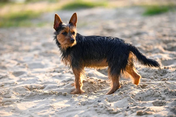 Chien Terrier Australien Noir Bronzé Debout Dans Les Rayons Coucher — Photo