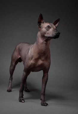 Xoloitzcuintle (Meksika Kılsız Köpeği) tarafsız gri arkaplanda duran orta boy bir portre 