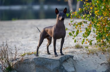 Muhteşem Xoloitzcuintle (Meksika Kılsız Köpeği) gün batımında taşın üzerinde güzel doğal manzaraya karşı duruyor. 