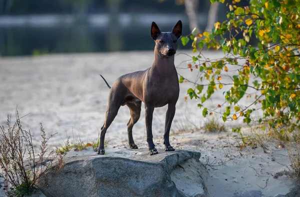 美丽的Xoloitzcuintle 墨西哥无毛狗 在日落时分站在石头上 面对美丽的自然景观 — 图库照片