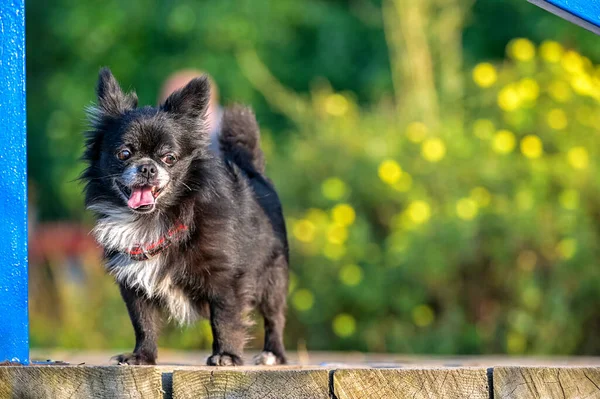 Glad Svart Med Vit Bröstet Chihuahua Hund Inom Ramen För Stockbild