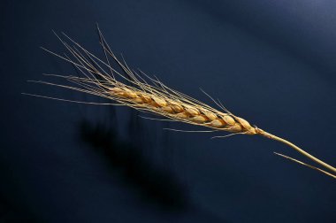 Olgun buğday kulağı koyu mavi arkaplan üzerine 