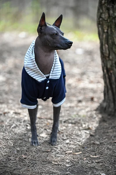 Xoloitzcuintle Mexican Hairless Dog Wearing Blue Jacket Portrait Standing Forest — Stock fotografie