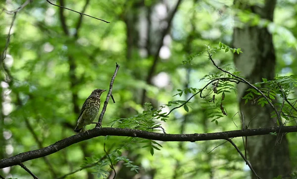 Jeune Grive Chantée Turdus Philomelos Naissant Assis Sur Une Branche — Photo