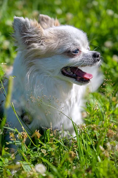 Wit Met Rood Chihuahua Hondenportret Profiel Tegen Natuurgras Achtergrond Zonnige — Stockfoto